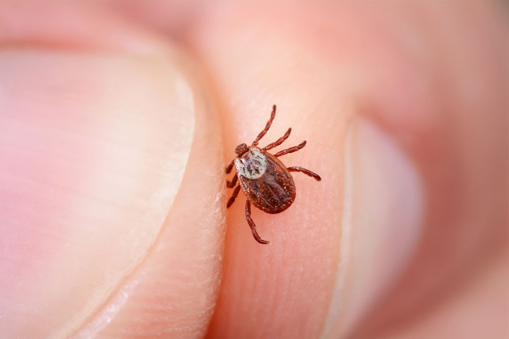 Tick Bites - What To Do